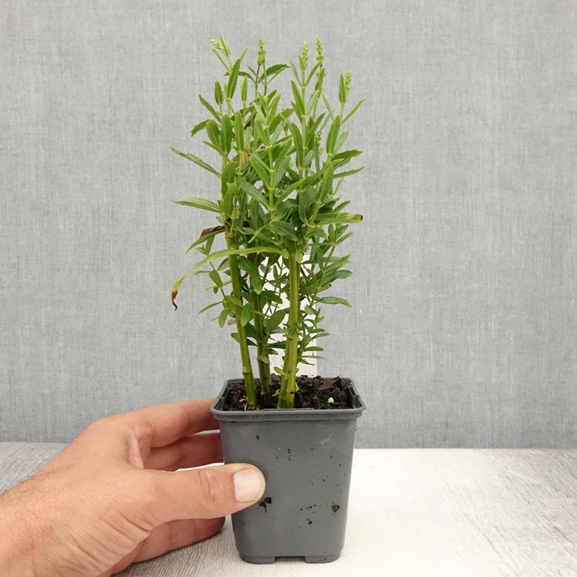 Amostra de Physostegia virginiana Alba Vaso de 8/9 cm tal como entregue no verão