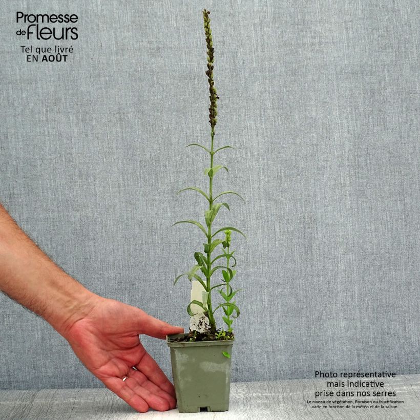 Amostra de Physostegia virginiana Miss Manners Vaso de 8/9 cm tal como entregue no verão