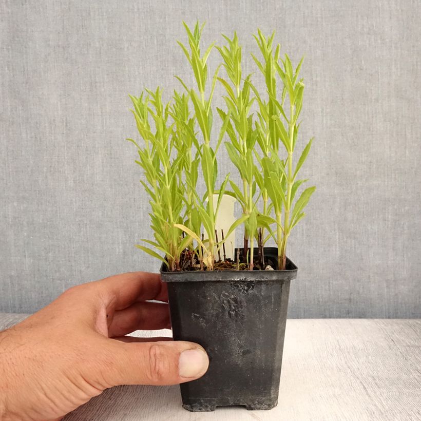 Amostra de Physostegia virginiana Red Beauty Vaso de 8/9 cm tal como entregue no verão