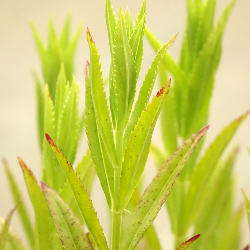 Physostegia virginiana Red Beauty (Folhagem)