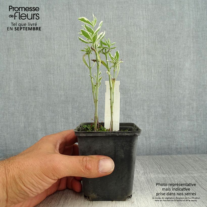 Amostra de Physostegia virginiana Variegata Vaso de 8/9 cm tal como entregue no verão