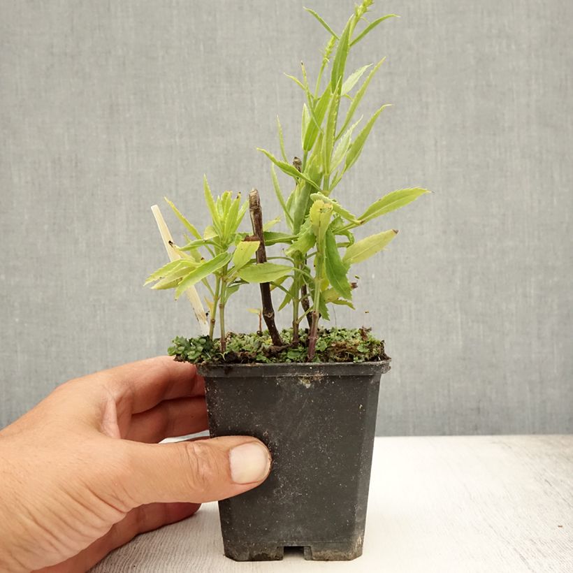 Amostra de Physostegia virginiana Vivid Vaso de 8/9 cm tal como entregue no verão