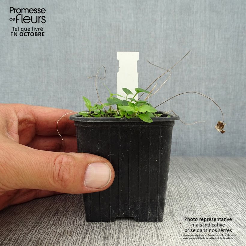 Amostra de Phyteuma scheuchzeri Vaso de 8/9 cm tal como entregue no outono