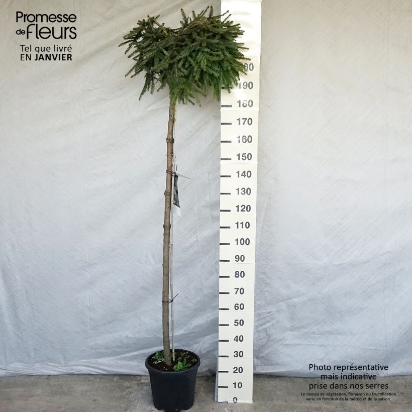 Amostra de Picea abies Frohburg - Epicea pleureur                            Vaso de 20 L/25 L tal como entregue no inverno
