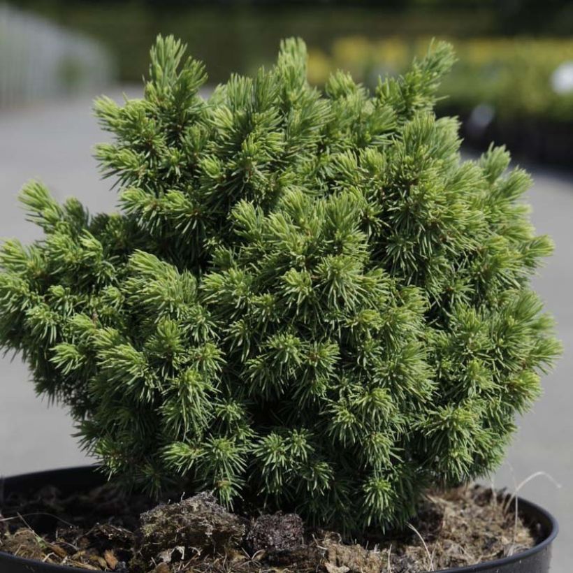 Picea abies Jalako Gold (Folhagem)