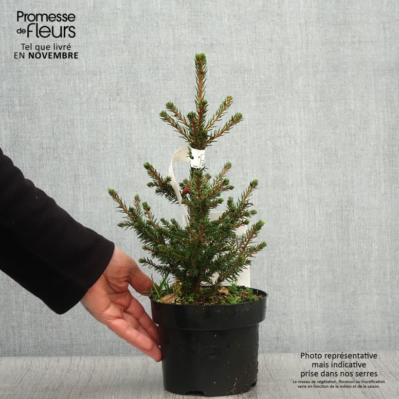 Amostra de Picea abies Will's Zwerg Vaso de 2 L/3 L tal como entregue no outono