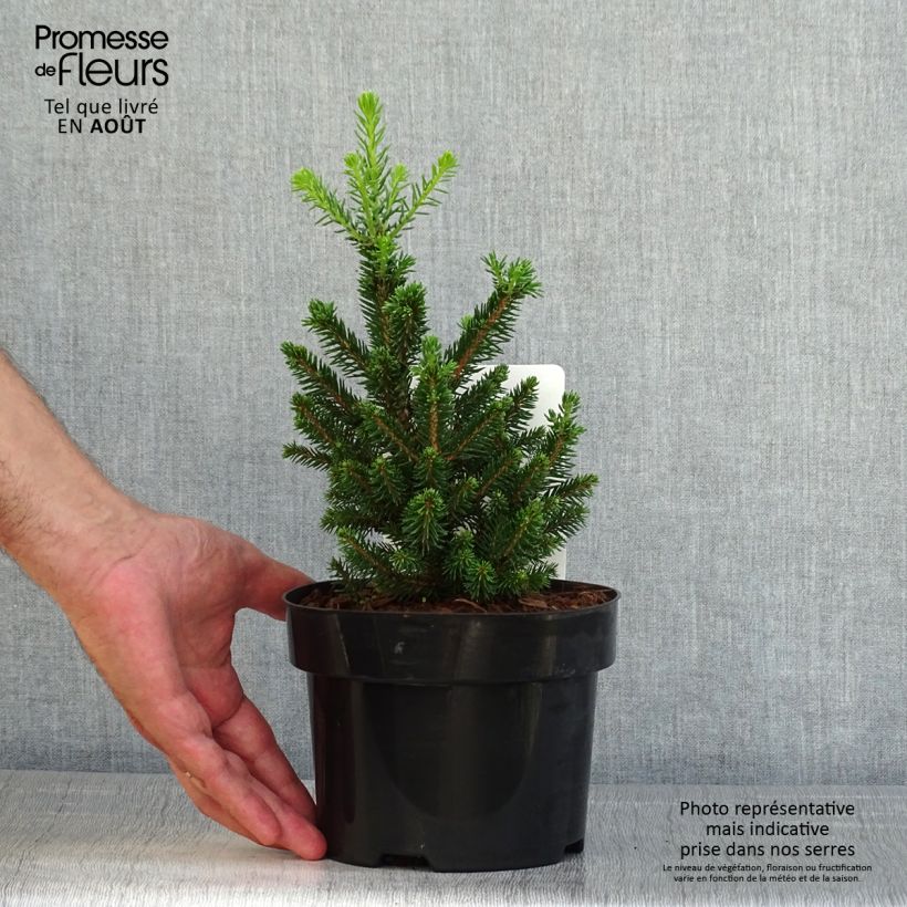 Amostra de Picea abies Will's Zwerg Vaso de 2 L/3 L tal como entregue no verão