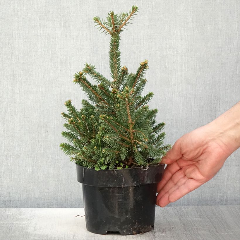 Amostra de Picea abies Will's Zwerg Vaso de 2 L/3 L tal como entregue na primavera