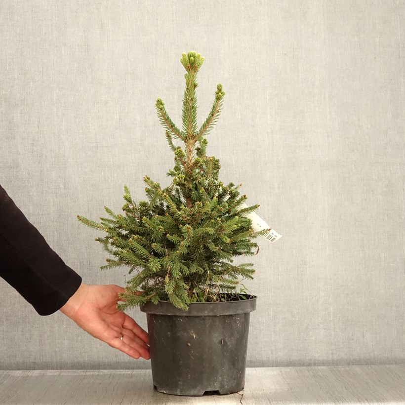 Amostra de Picea abies Will's Zwerg Vaso de 7,5 L/10 L tal como entregue no outono