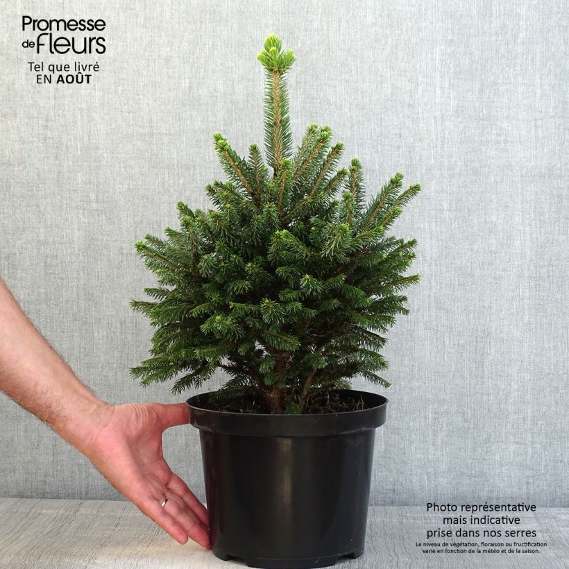 Amostra de Picea abies Will's Zwerg Vaso de 7,5 L/10 L tal como entregue no verão
