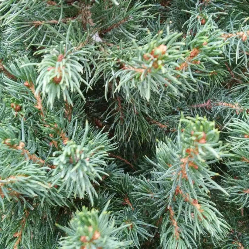 Picea glauca December (Folhagem)