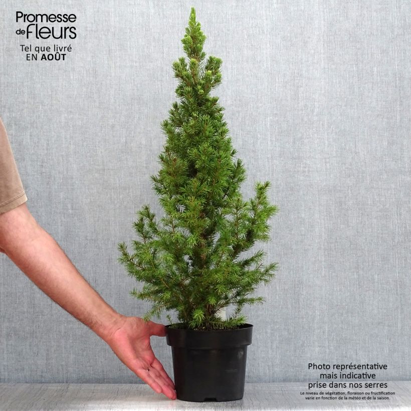 Amostra de Picea glauca December Vaso de 3 L/4 L tal como entregue no verão
