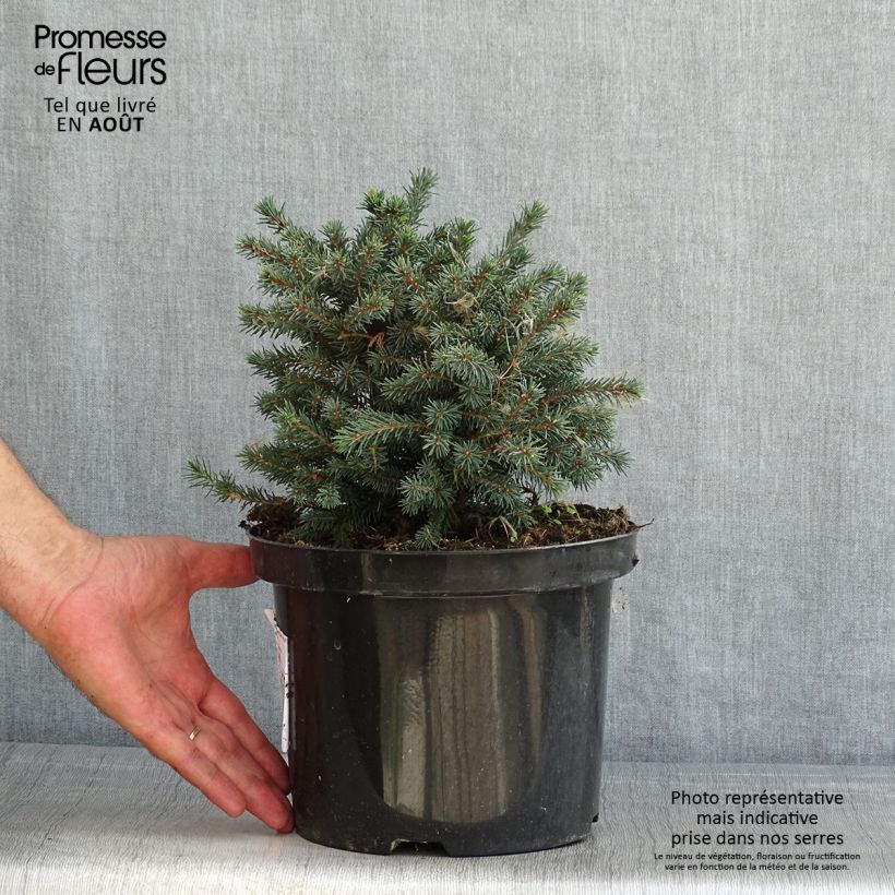 Amostra de Picea glauca Echiniformis Echt Vaso de 4 L/5 L tal como entregue no verão