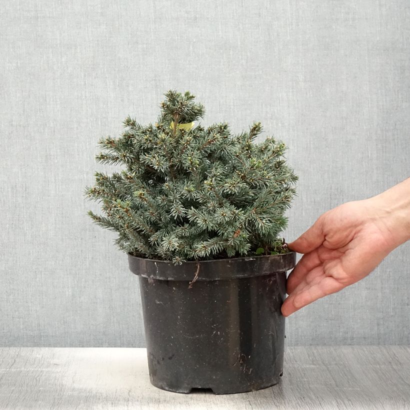 Amostra de Picea glauca Echiniformis Echt Vaso de 4 L/5 L tal como entregue na primavera
