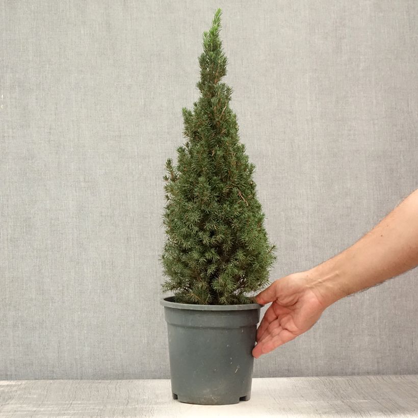 Amostra de Picea glauca Laurin Vaso de 3 L/4 L tal como entregue no verão