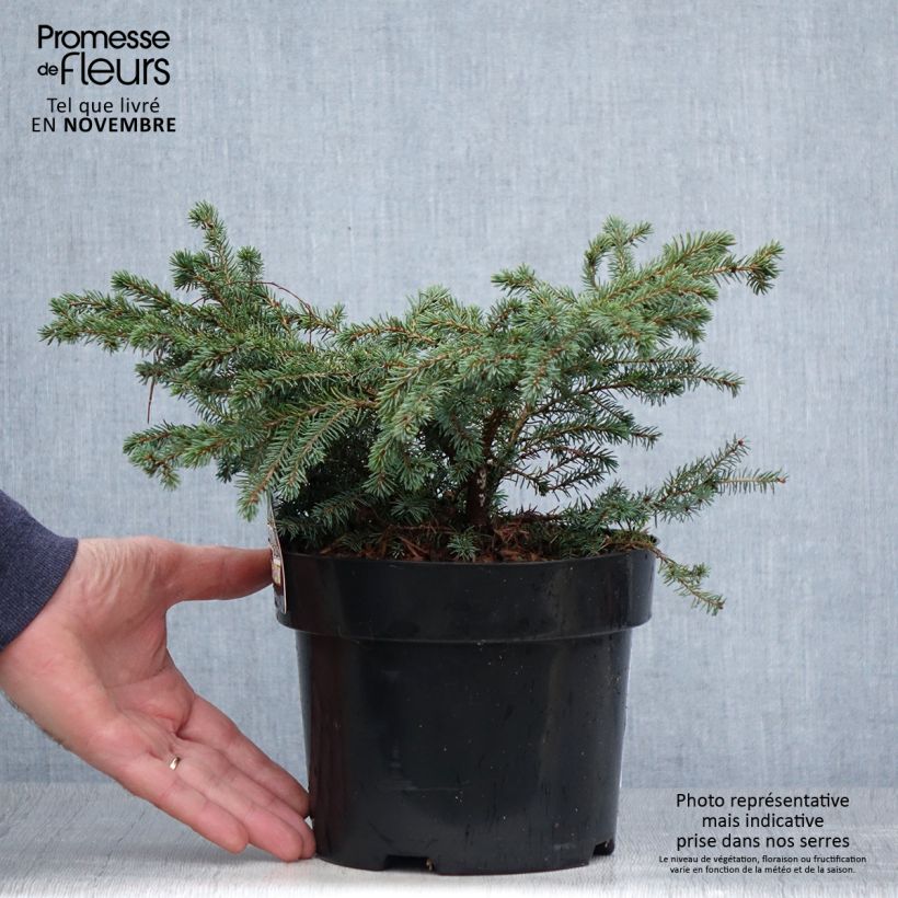 Amostra de Picea mariana Nana Vaso de 2 L/3 L tal como entregue no outono
