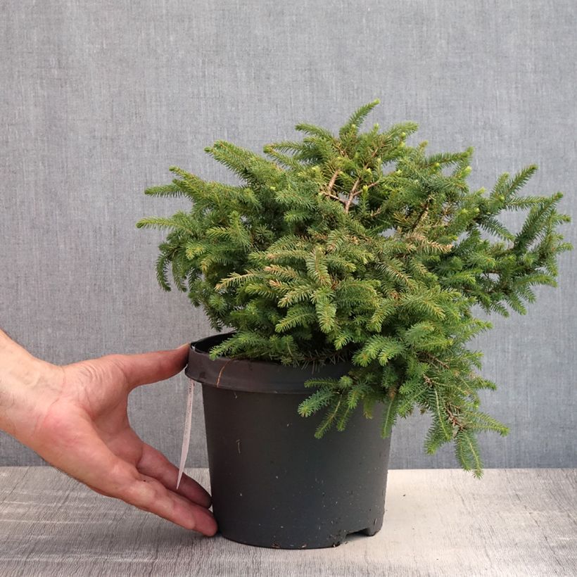 Amostra de Picea mariana Nana Vaso de 2 L/3 L tal como entregue no verão