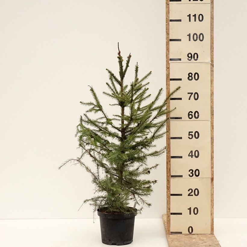 Amostra de Picea omorika - Épicéa de Serbie Vaso de 3 L/4 L tal como entregue no inverno