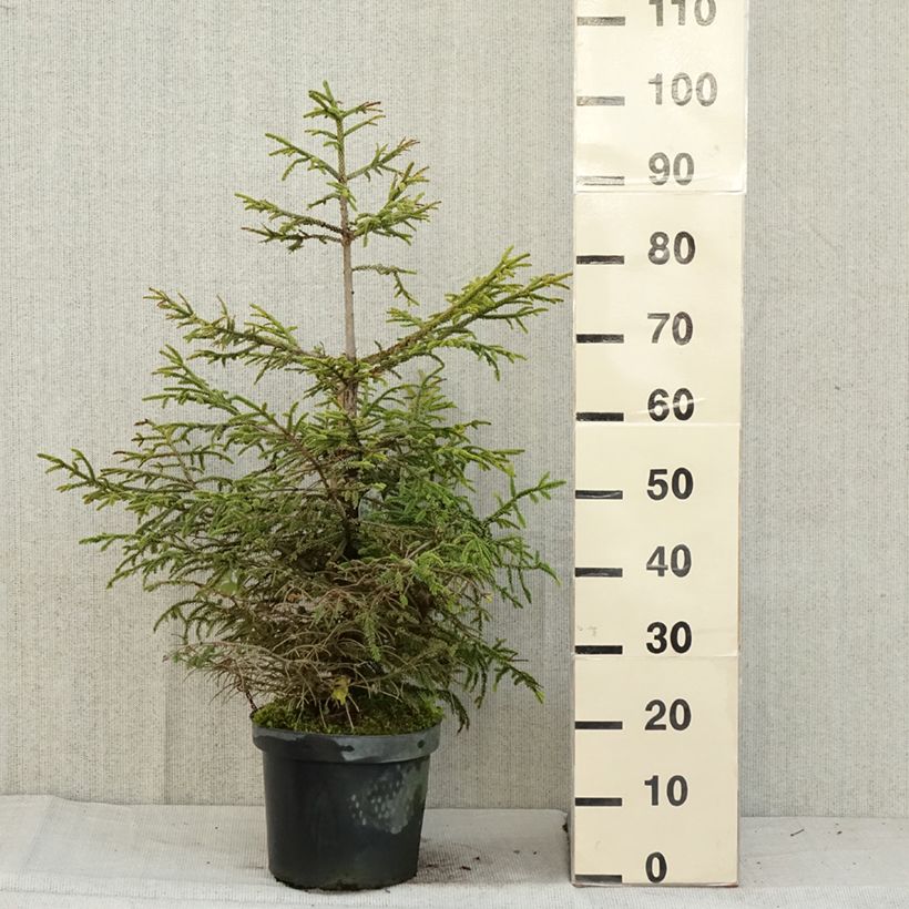 Amostra de Picea orientalis Aureospicata Vaso de 7,5 L/10 L tal como entregue no outono