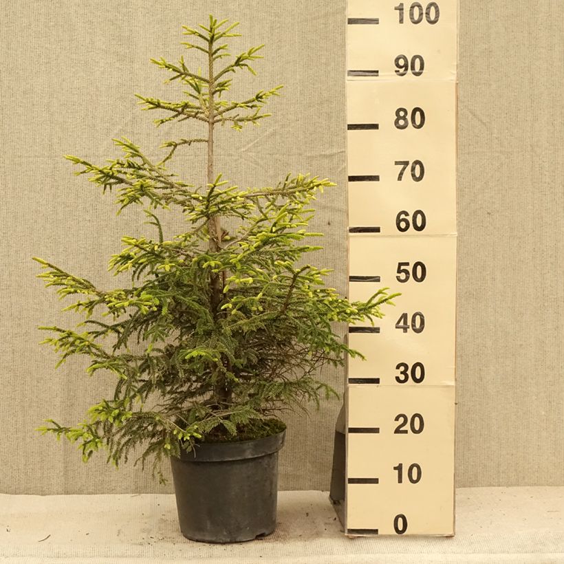 Amostra de Picea orientalis Aureospicata Vaso de 7,5 L/10 L tal como entregue no verão