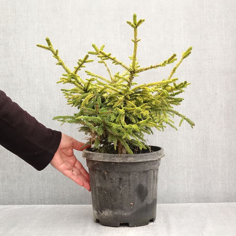 Amostra de Picea orientalis Barnes Vaso de 3 L/4 L tal como entregue no outono