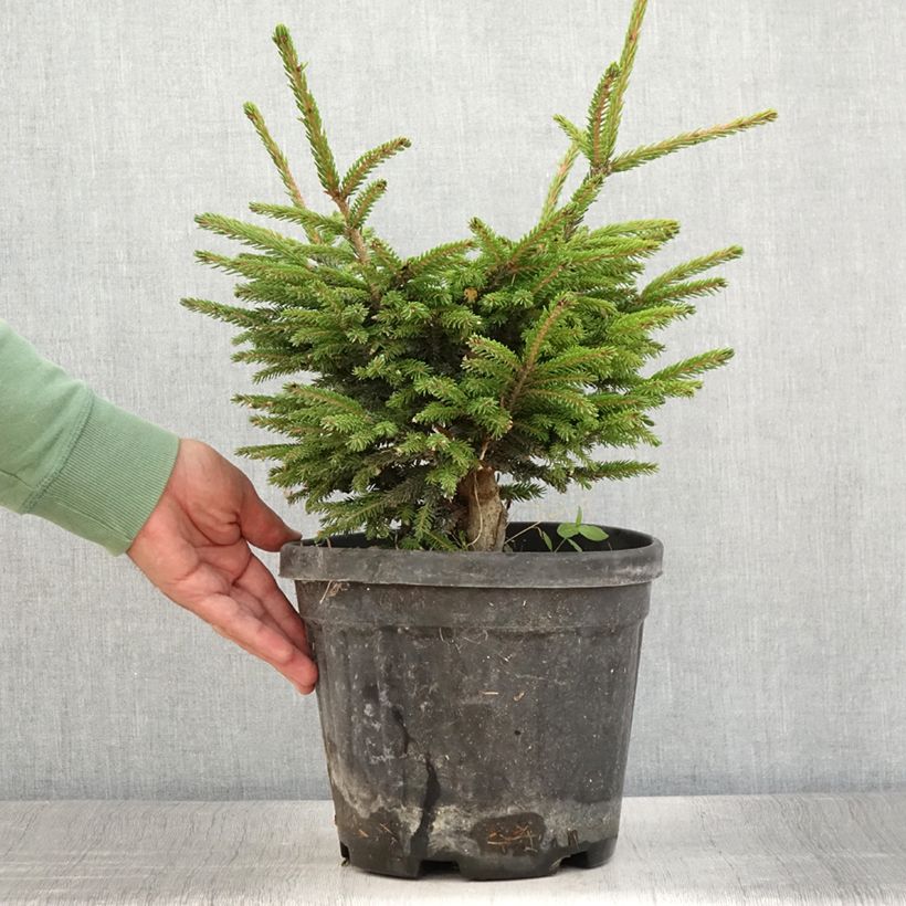 Amostra de Picea orientalis Barnes Vaso de 3 L/4 L tal como entregue no verão