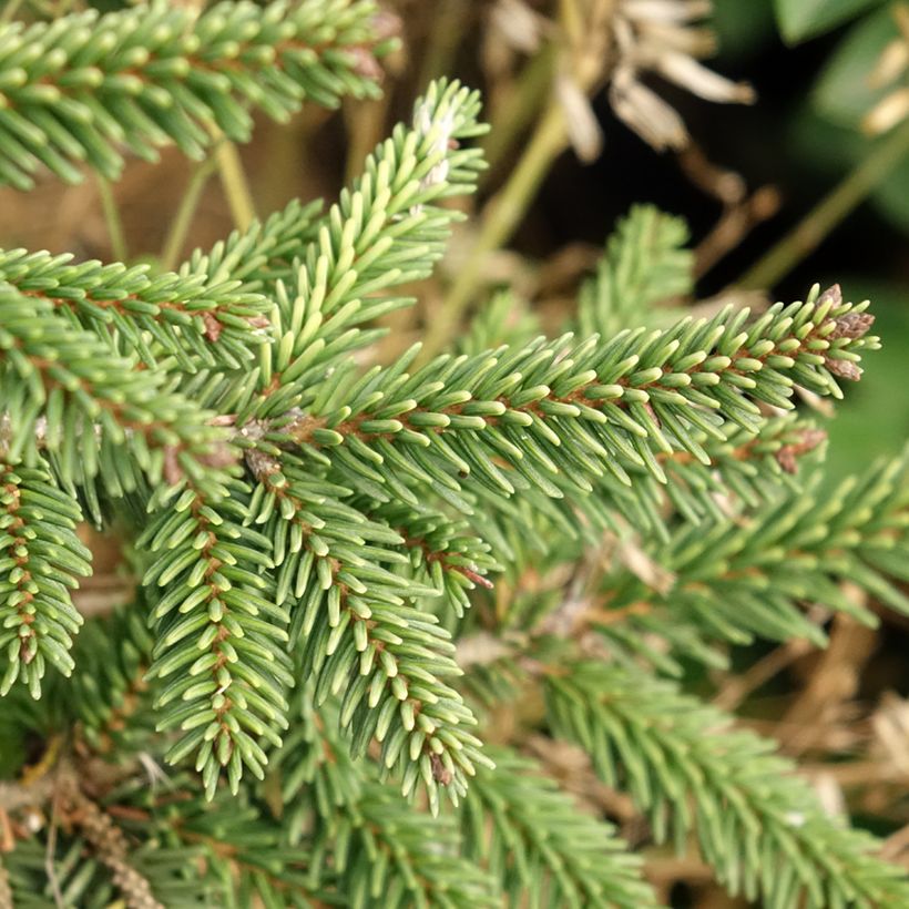 Picea orientalis Summergold (Folhagem)