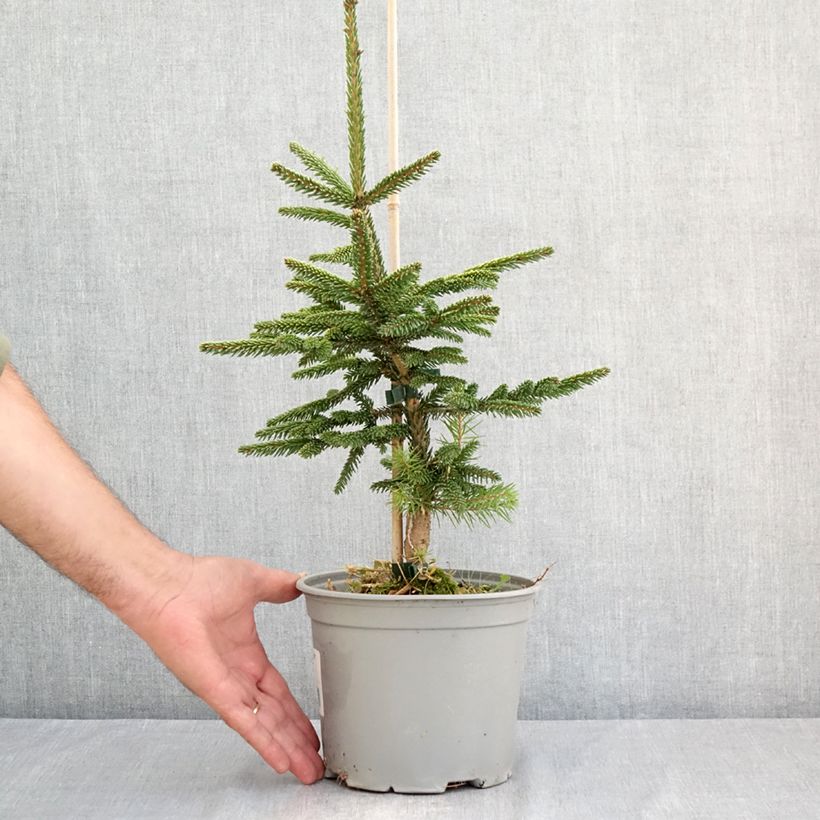 Amostra de Picea orientalis Summergold - Sapinette d'Orient Vaso de 3 L/4 L tal como entregue no verão