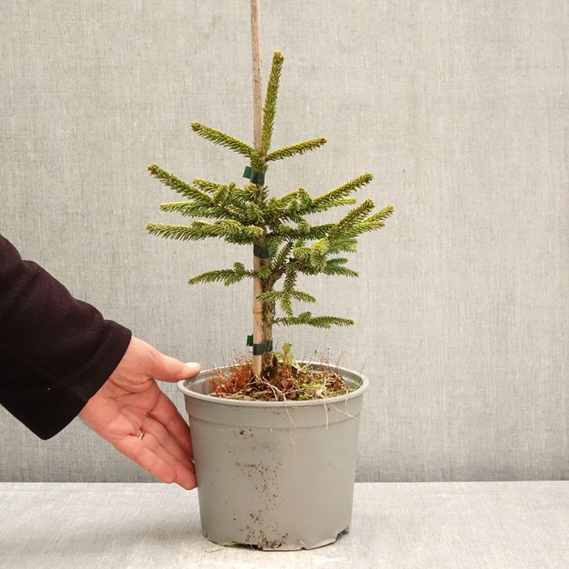 Amostra de Picea orientalis Summergold Vaso de 3 L/4 L tal como entregue na primavera