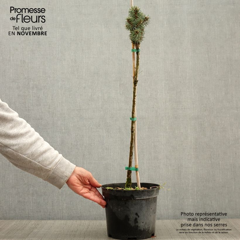 Amostra de Picea pungens Brynek Vaso de 4 L/5 L, Haste tal como entregue no outono