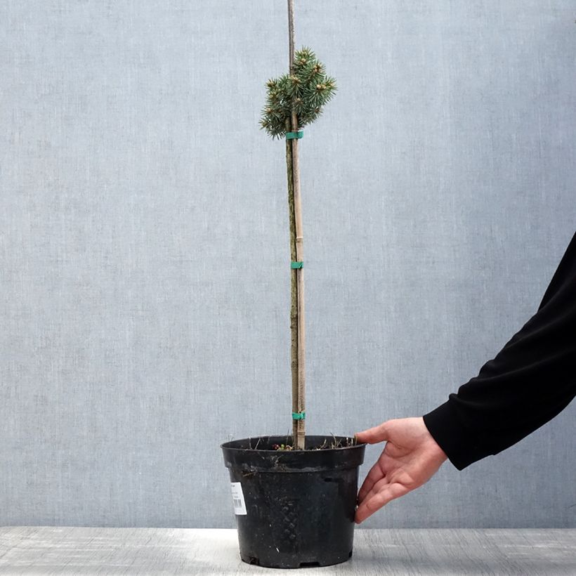 Amostra de Picea pungens Brynek Vaso de 4 L/5 L, Haste tal como entregue na primavera