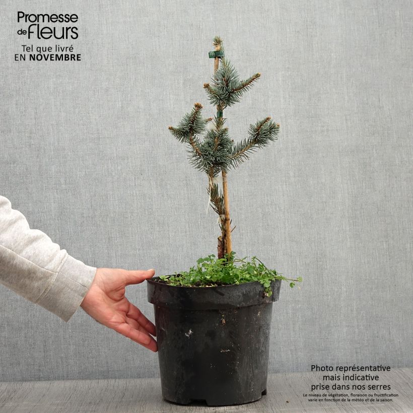 Amostra de Picea pungens Iseli Foxtail Vaso de 3 L/4 L tal como entregue no outono