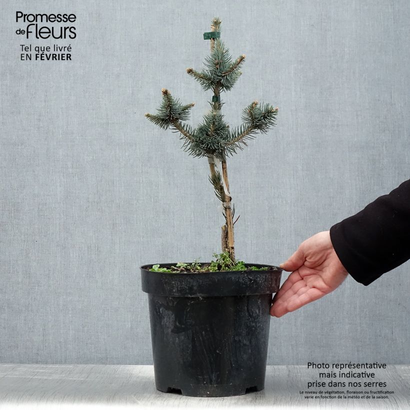 Amostra de Picea pungens Iseli Foxtail - Epicea bleu                  Vaso de 3 L/4 L tal como entregue no inverno