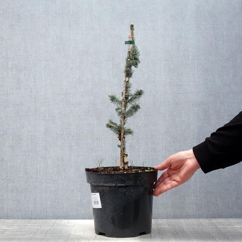 Amostra de Picea pungens Iseli Foxtail Vaso de 3 L/4 L tal como entregue na primavera