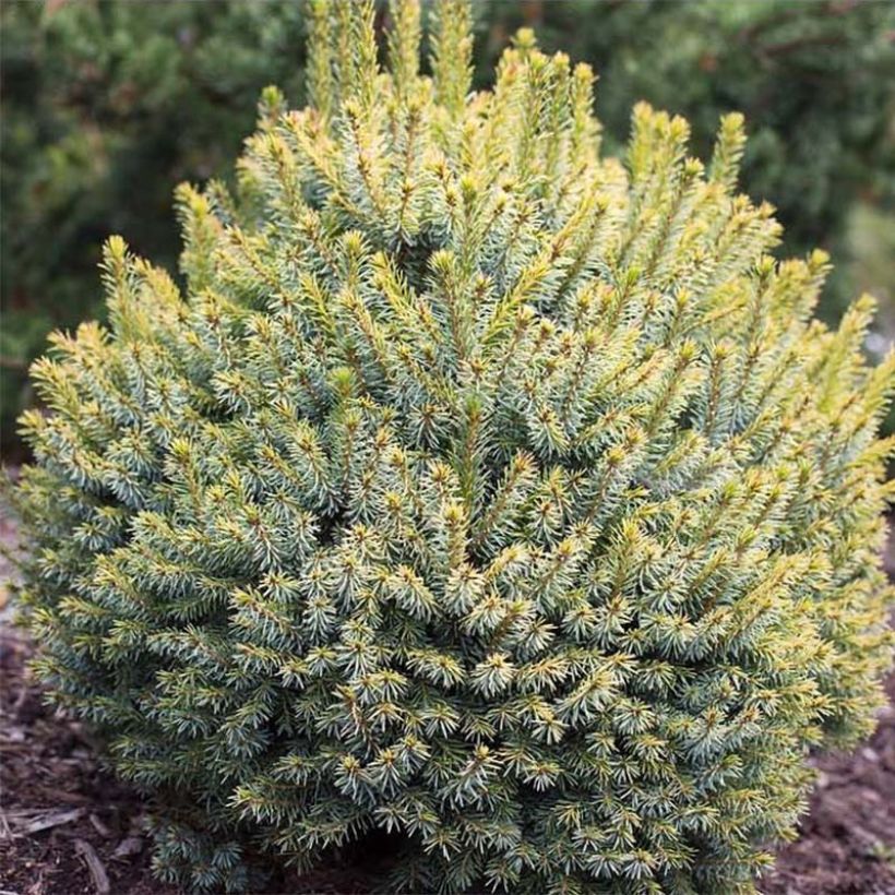 Picea sitchensis Midget (Folhagem)