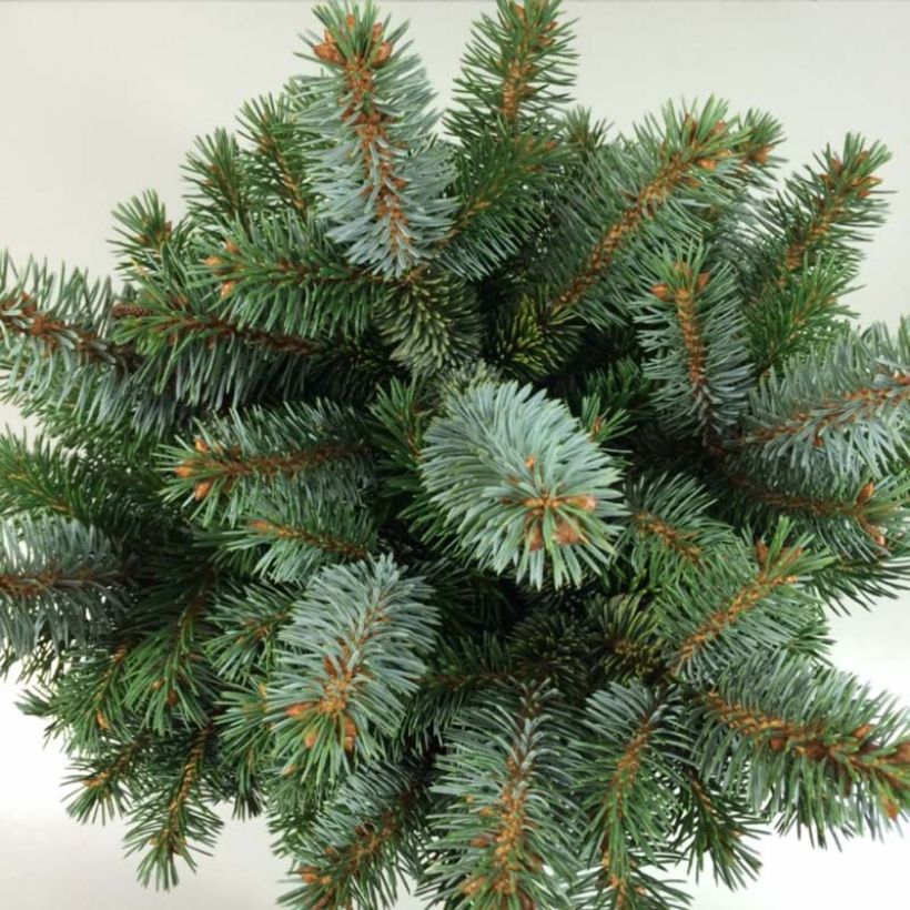 Picea sitchensis Silberzwerg (Folhagem)