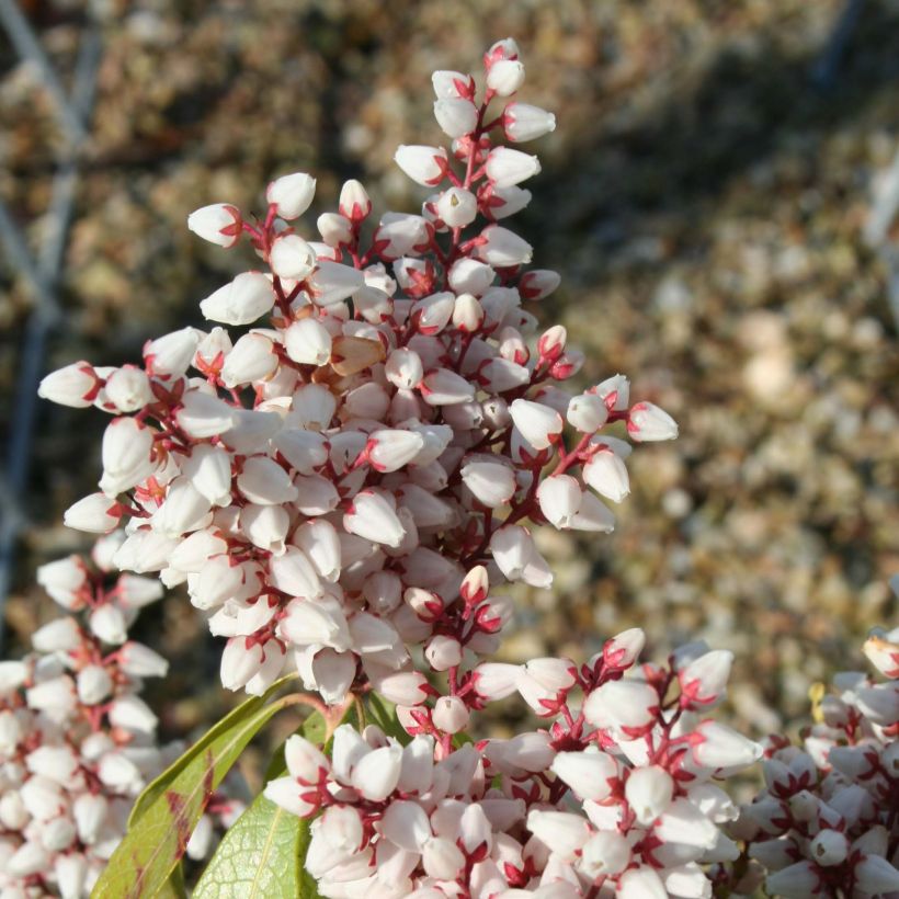 Pieris japonica Bonfire (Floração)