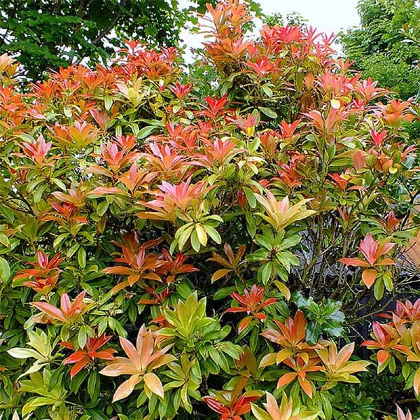 Pieris japonica Forest Flame (Hábito)