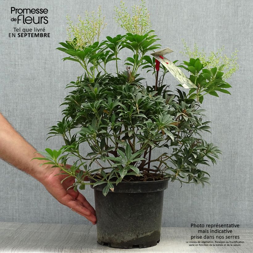 Amostra de Pieris japonica Debutante Vaso de 4 L/5 L tal como entregue no outono