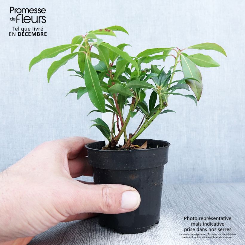 Amostra de Pieris japonica Forest Flame Vaso de 8/9 cm tal como entregue no outono