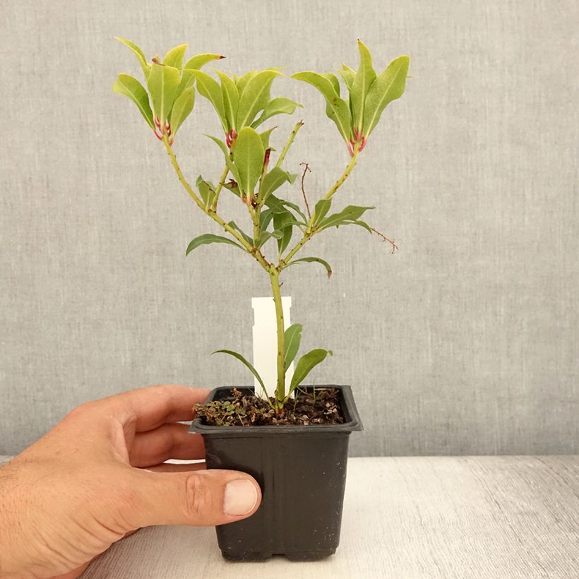 Amostra de Pieris japonica Forest Flame Vaso de 8/9 cm tal como entregue no verão