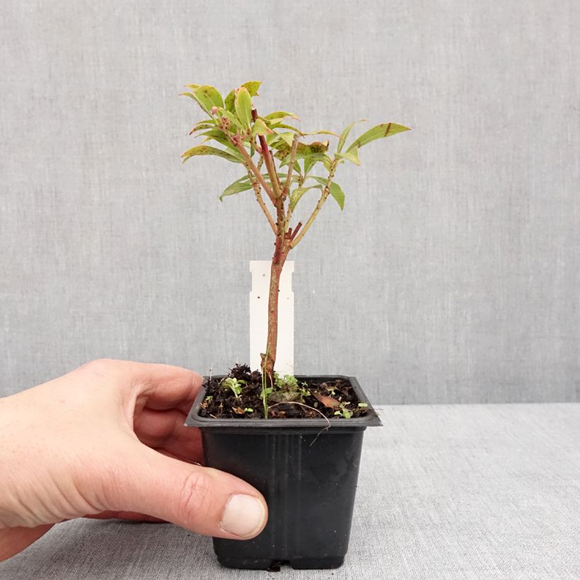 Amostra de Pieris japonica Forest Flame Vaso de 8/9 cm tal como entregue no inverno