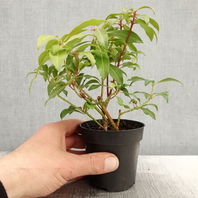 Amostra de Pieris japonica Forest Flame Vaso de 8/9 cm tal como entregue na primavera
