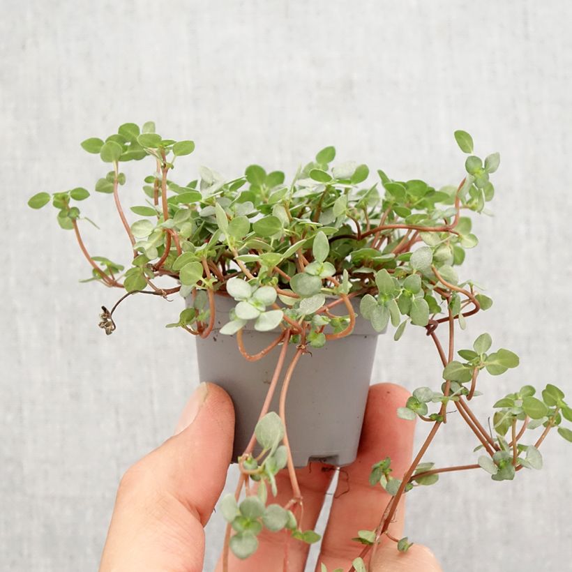 Amostra de Pilea glaucophylla Greyzy Mini-plante tal como entregue na primavera