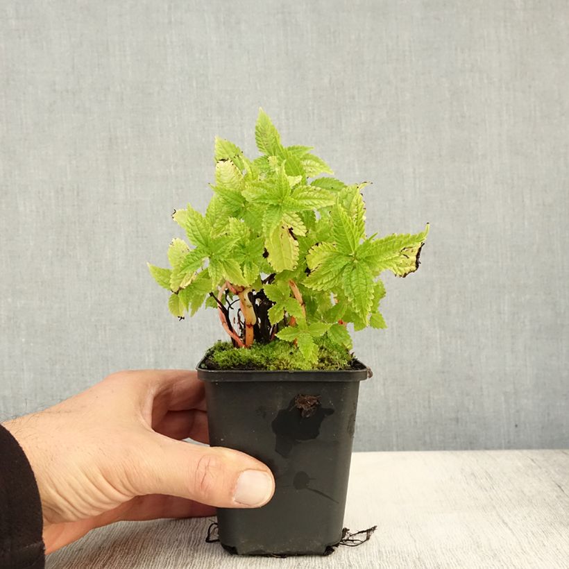 Amostra de Pilea matsudai Taiwan Silver Vaso de 8/9 cm tal como entregue no outono