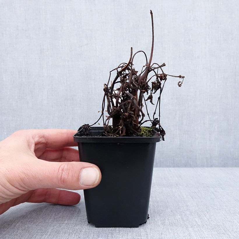 Amostra de Pilea matsudai Taiwan Silver Godet de 8/9 cm tal como entregue no inverno