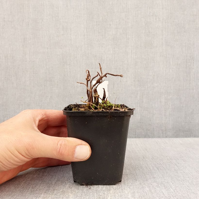 Amostra de Pilea matsudai Taiwan Silver Vaso de 8/9 cm tal como entregue na primavera