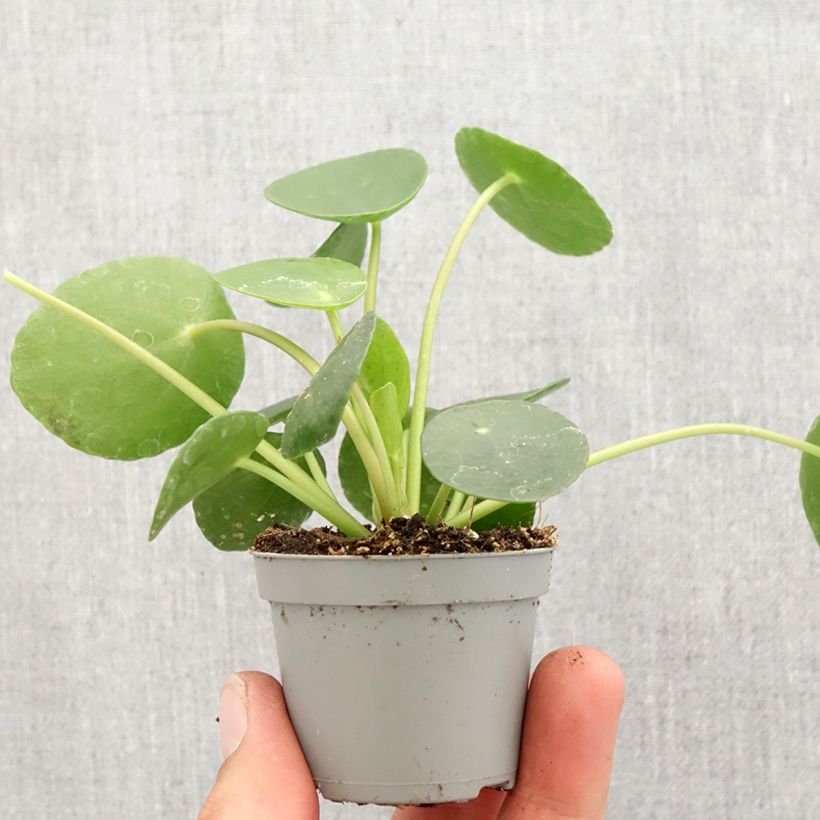 Amostra de Pilea peperomioides Mini-plante tal como entregue na primavera