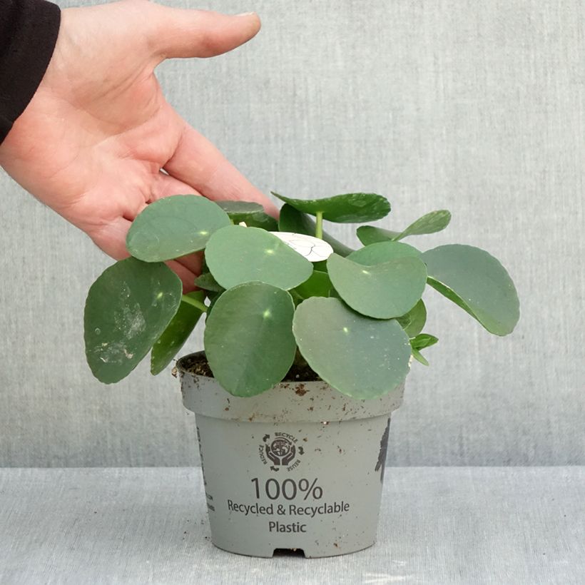 Amostra de Pilea peperomioides Vaso de 12 cm/13 cm tal como entregue no outono