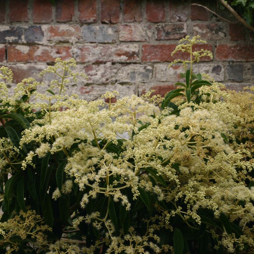 Pileostegia viburnoides (Floração)